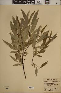 Salix sericea image