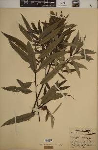 Salix sericea image