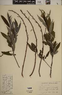 Salix sericea image