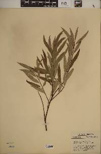 Salix sericea image