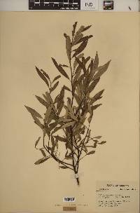 Salix sericea image