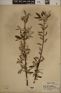 Salix sericea image