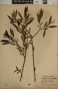 Salix sericea image