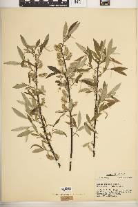 Salix sericea image