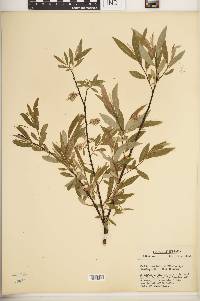 Salix sericea image