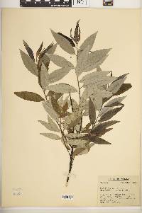 Salix sericea image