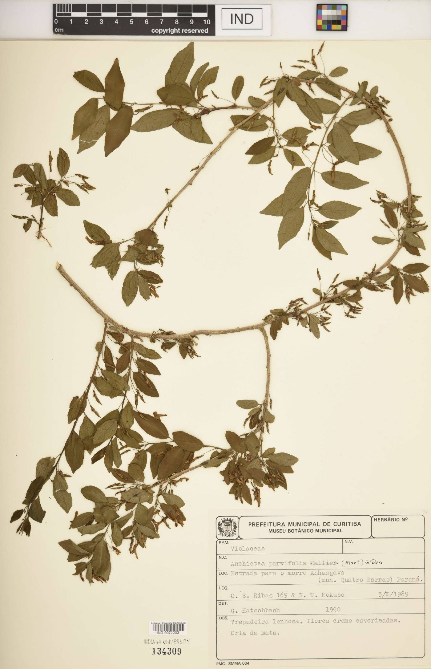 Anchietea pyrifolia image