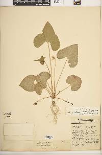 Viola missouriensis image