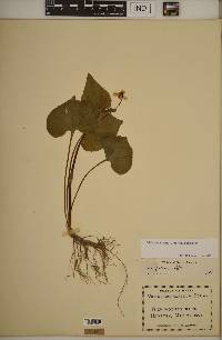 Viola pubescens var. pubescens image