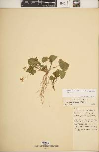 Viola pubescens var. scabriuscula image