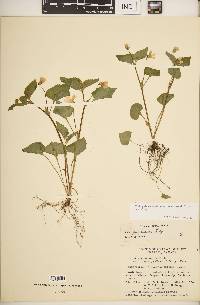 Viola pubescens var. scabriuscula image
