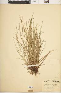 Carex oligocarpa image