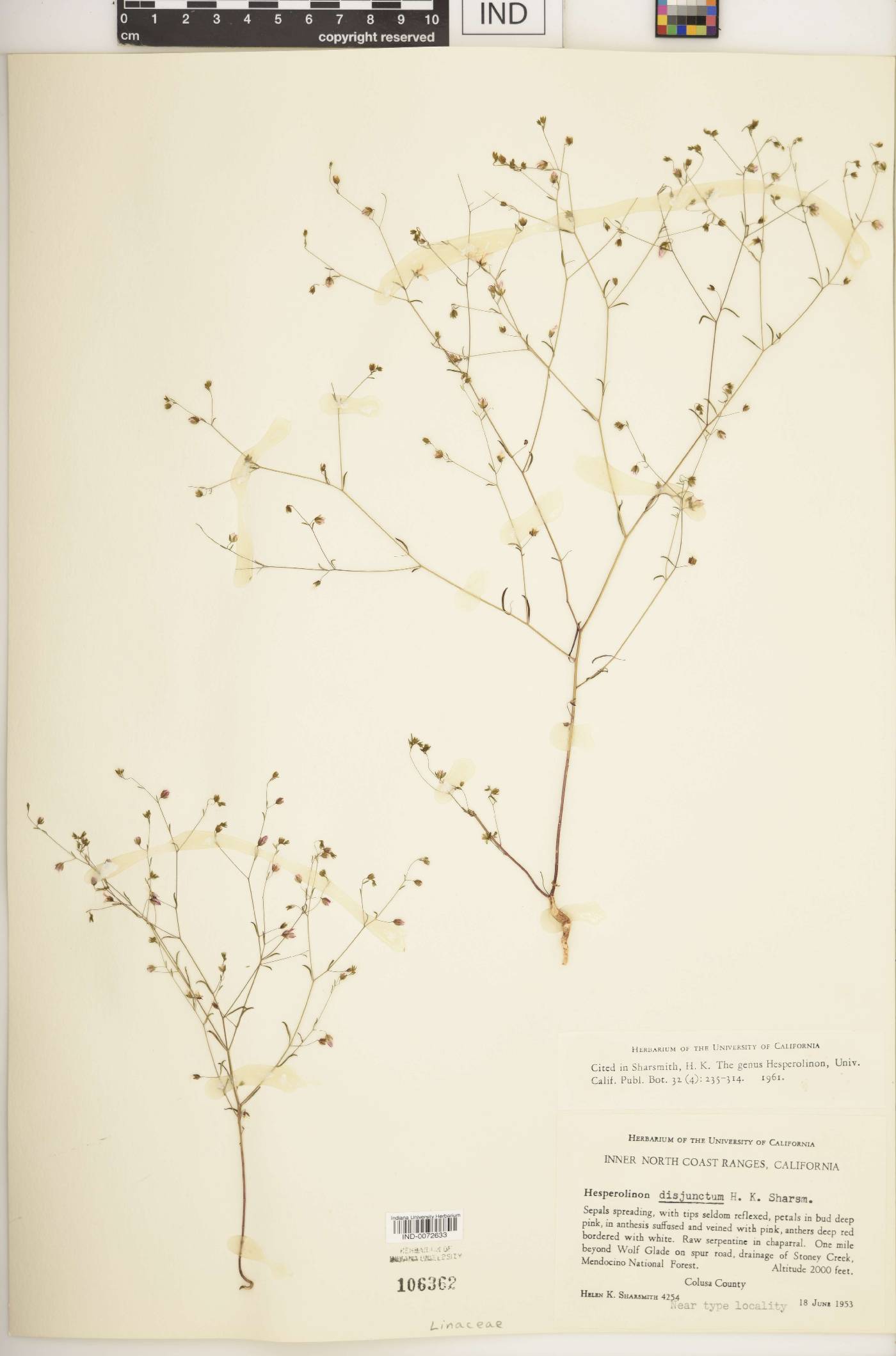 Hesperolinon disjunctum image