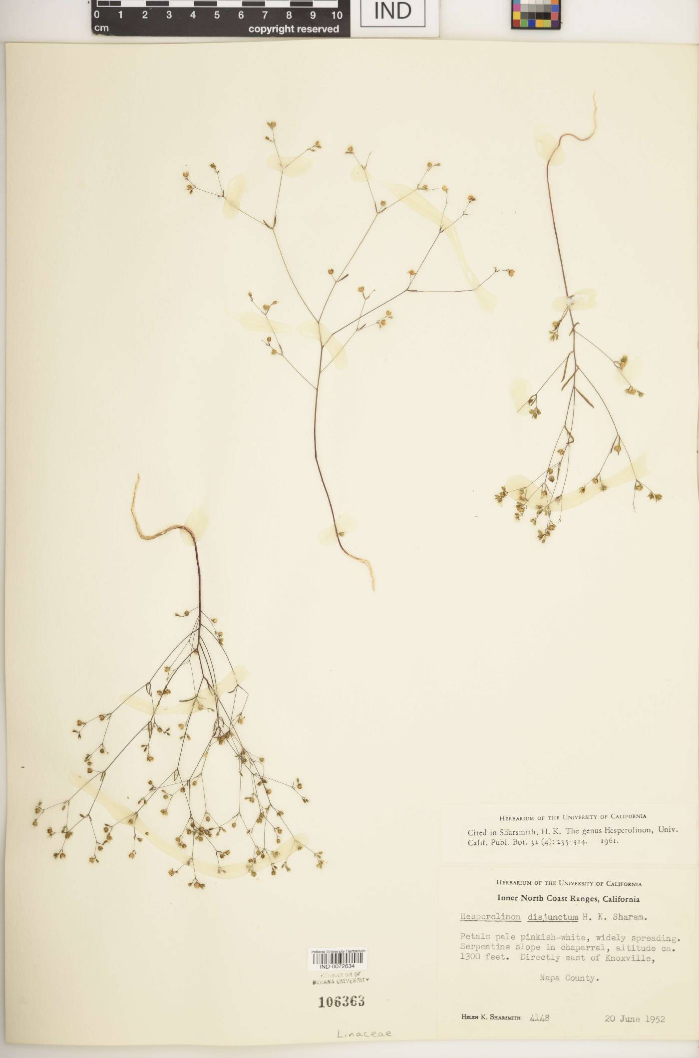 Hesperolinon disjunctum image