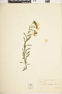 Linum flavum image