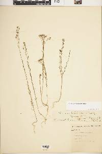 Linum corymbulosum image