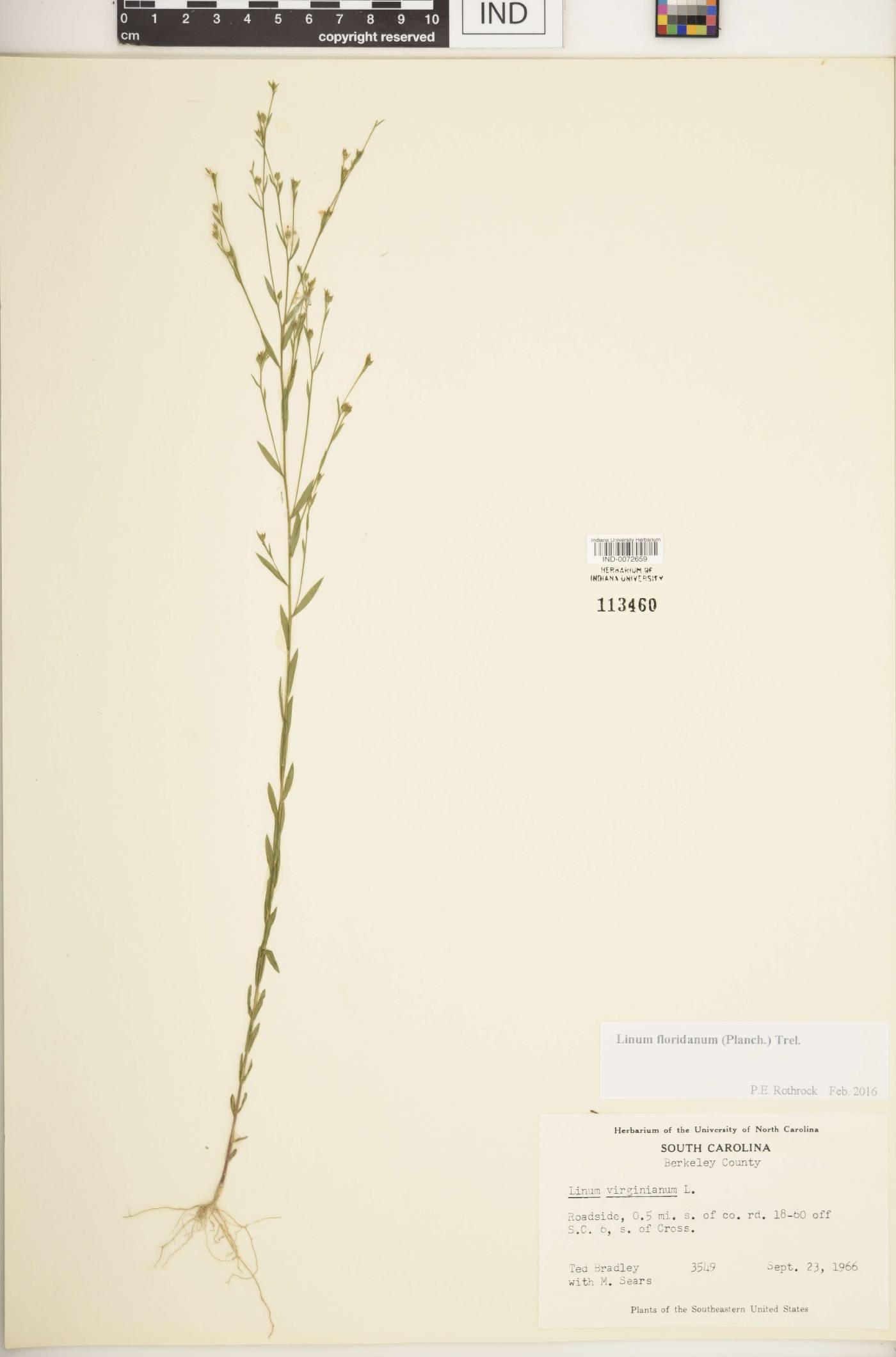 Linum floridanum image