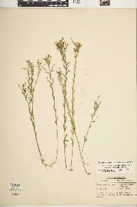 Linum medium var. texanum image