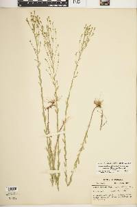 Linum medium var. texanum image