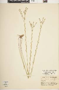 Linum medium var. texanum image