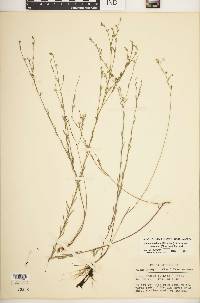 Linum medium var. texanum image