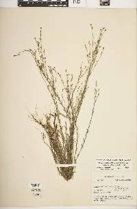 Linum medium var. texanum image