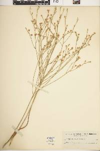 Linum sulcatum image