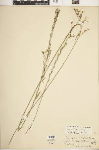 Linum sulcatum image