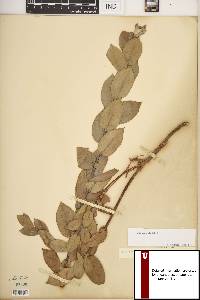 Salix cordata image