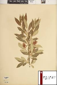 Salix serissima image