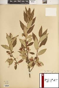 Salix serissima image