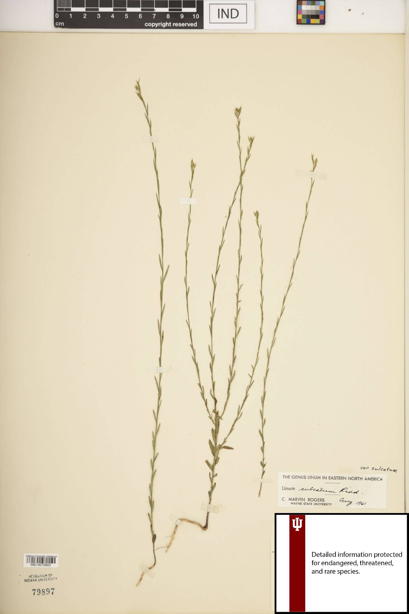 Linum sulcatum var. sulcatum image