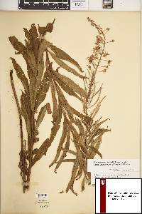 Chamaenerion angustifolium subsp. circumvagum image