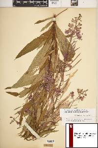 Chamaenerion angustifolium subsp. circumvagum image