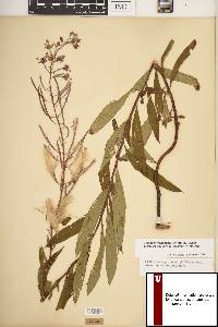 Chamaenerion angustifolium subsp. circumvagum image