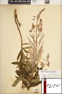 Chamaenerion angustifolium subsp. circumvagum image