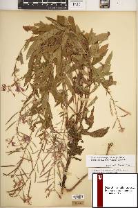 Chamaenerion angustifolium subsp. circumvagum image