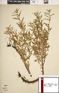 Ludwigia sphaerocarpa image