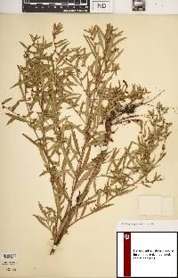 Ludwigia sphaerocarpa image