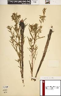 Ludwigia sphaerocarpa image