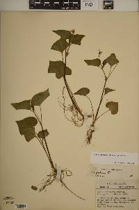 Viola pubescens var. pubescens image