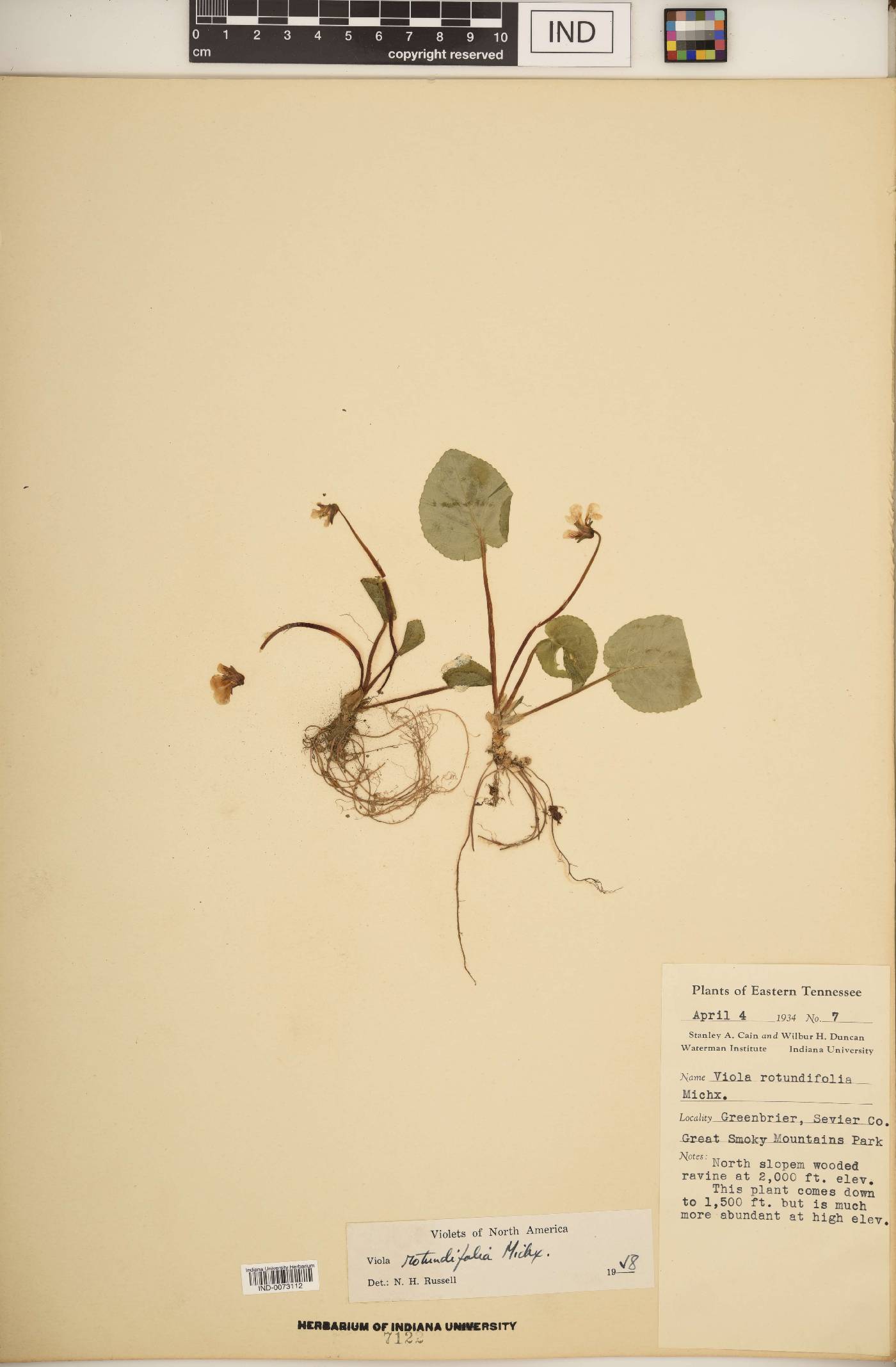 Viola rotundifolia image