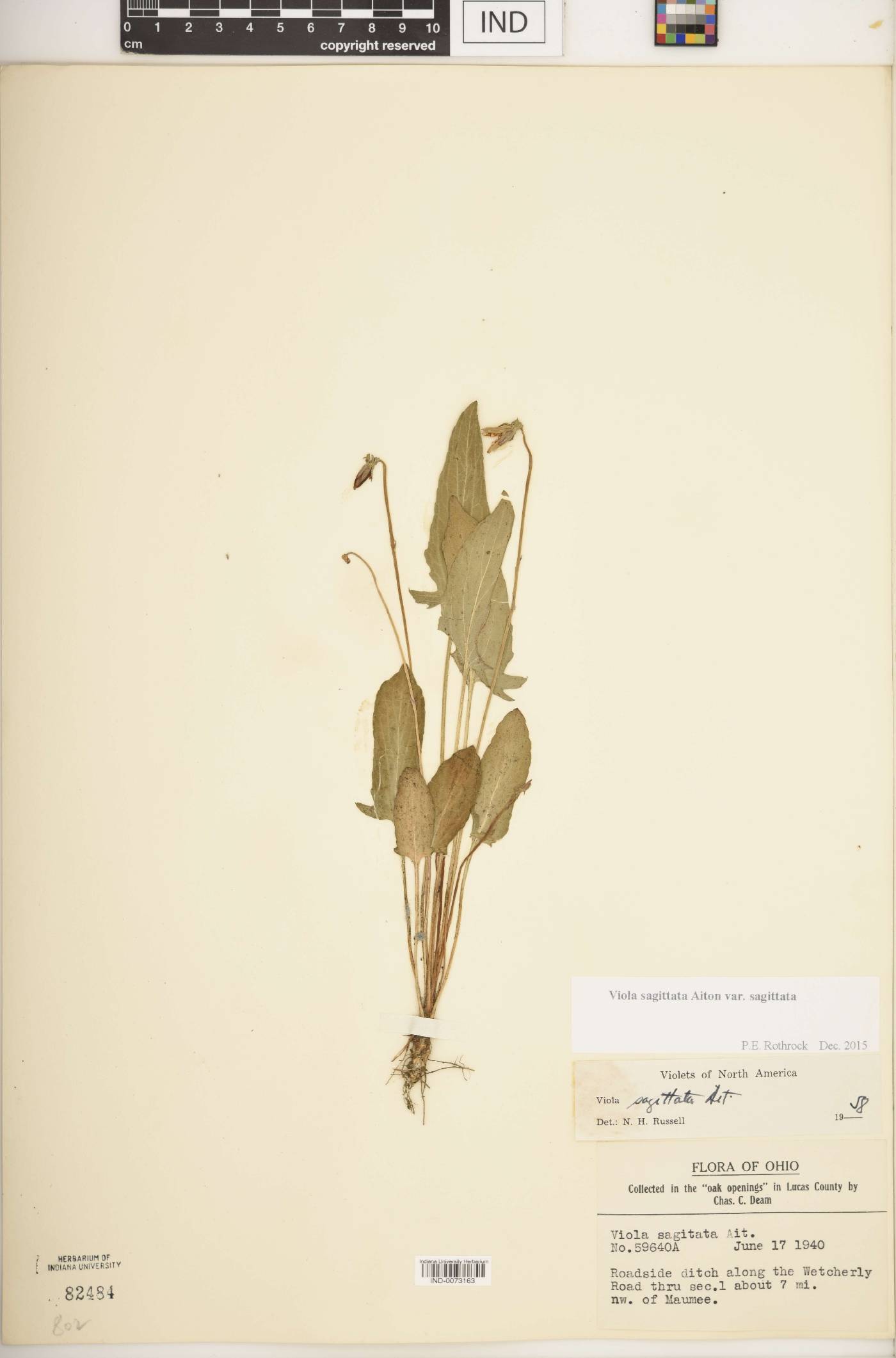 Viola sagittata var. sagittata image