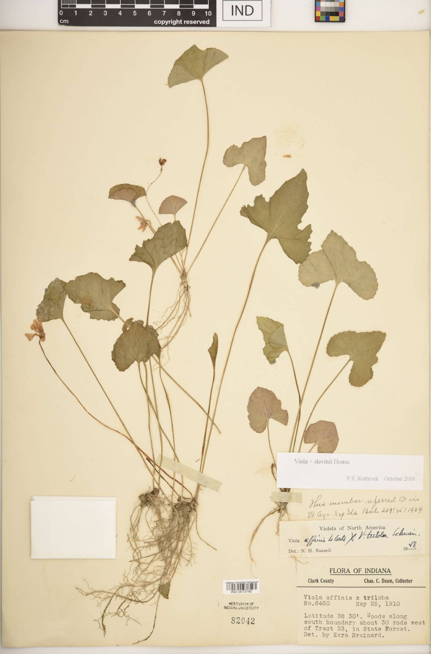 Viola × slavinii image