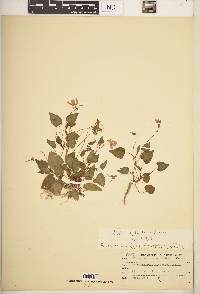 Viola sylvatica image