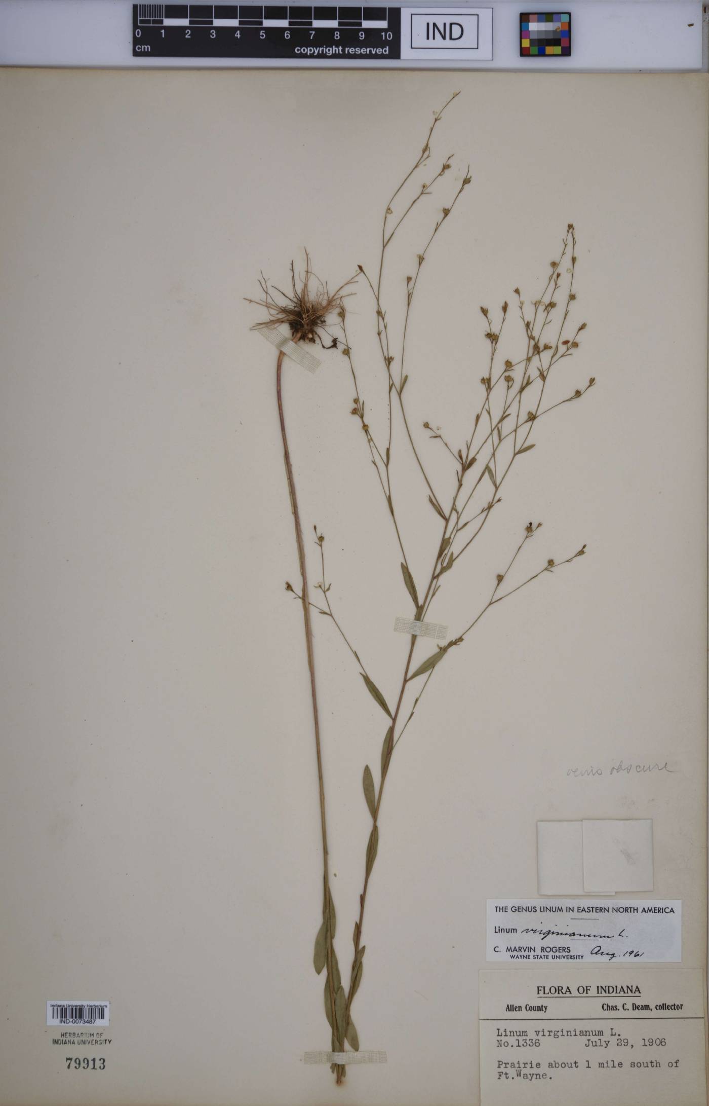 Linum virginianum image