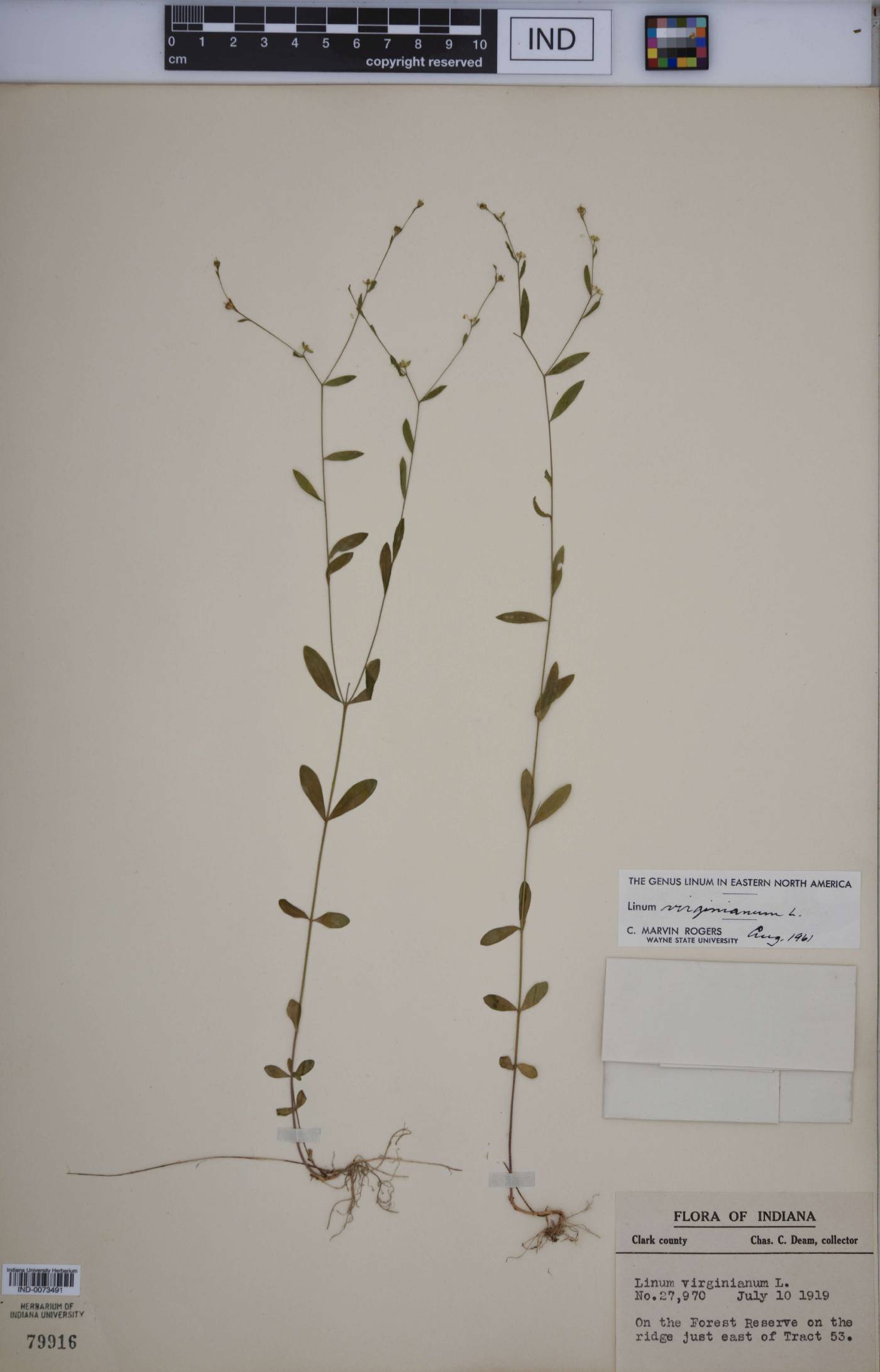 Linum virginianum image