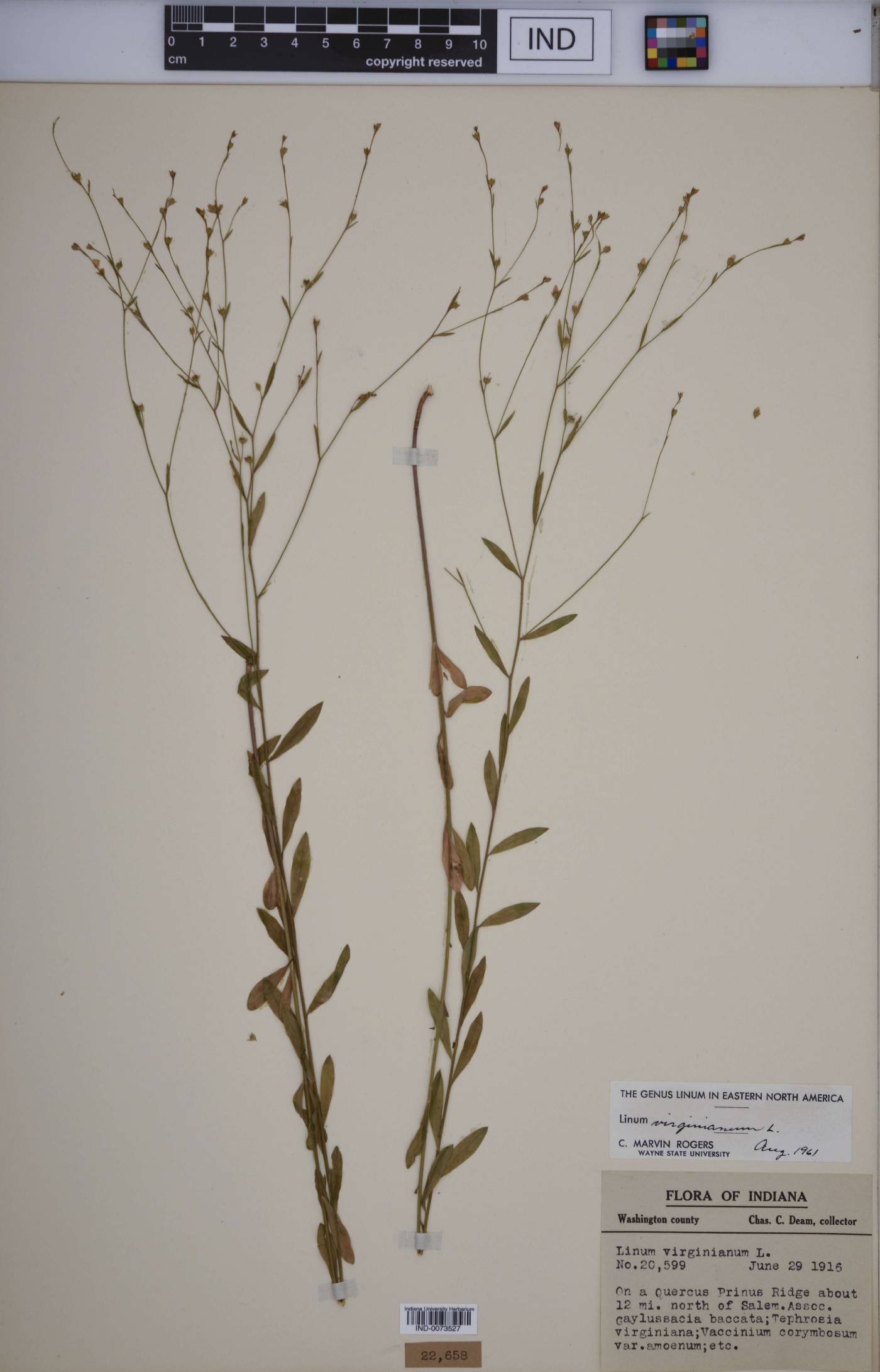 Linum virginianum image