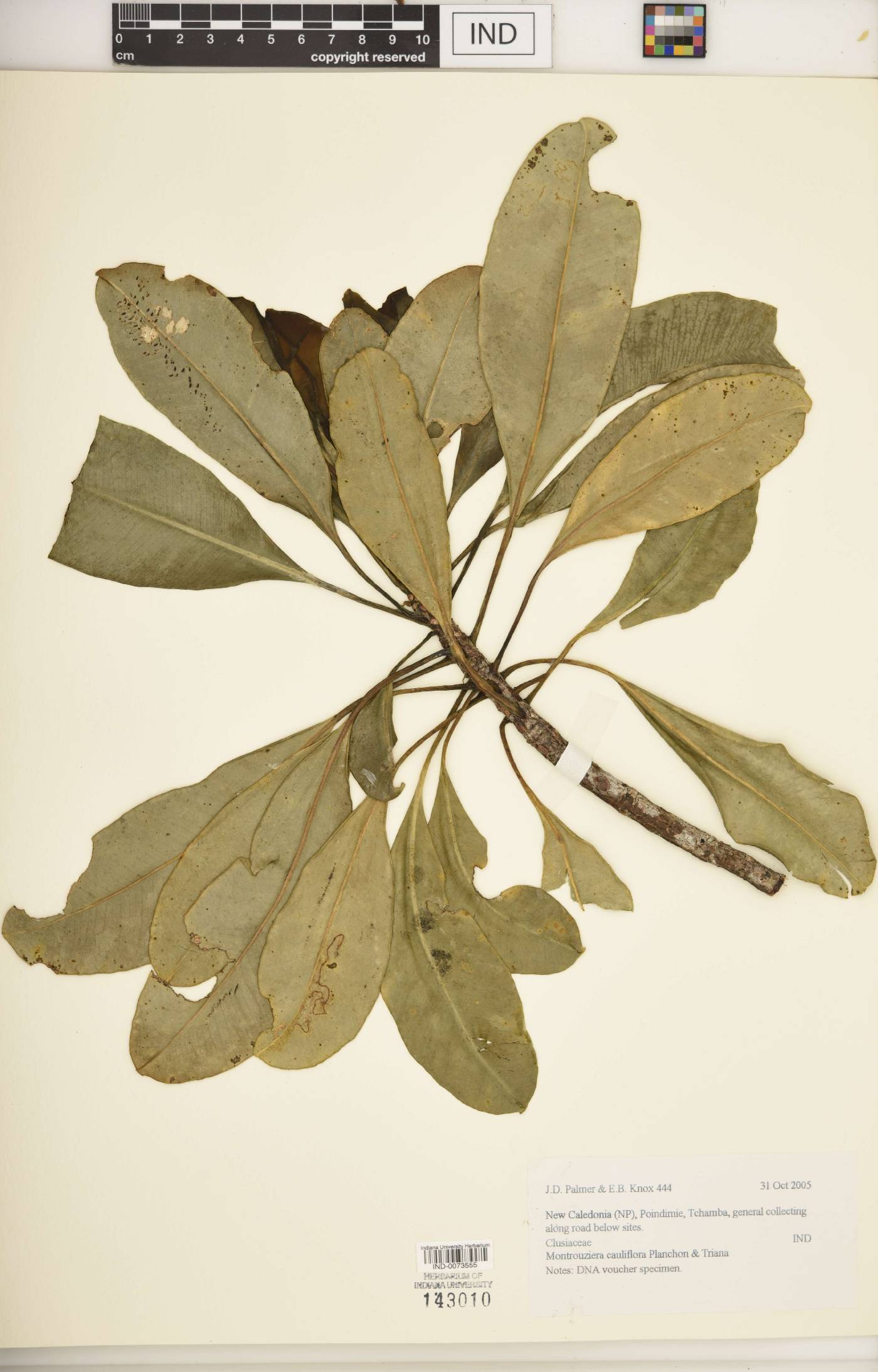 Montrouziera cauliflora image