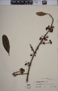 Ochrocarpos siamensis image